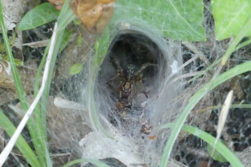 Agelena labyrinthica